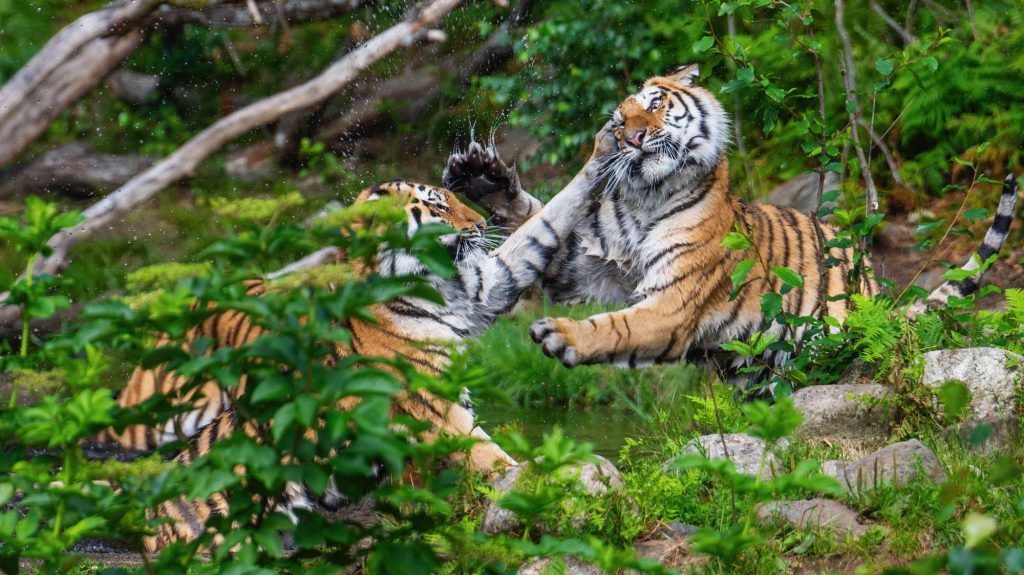 Kristiansand Zoo Tiger