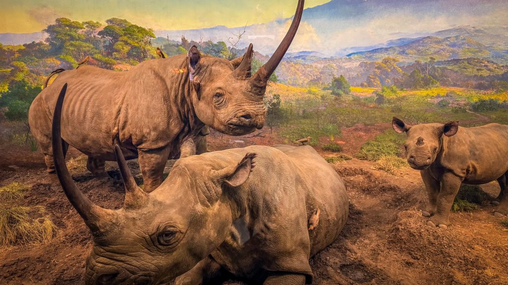 NT MuseumOfNaturalHistory