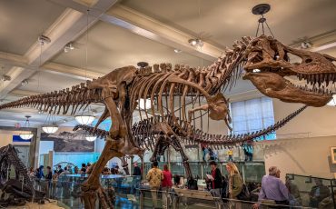 NT MuseumOfNaturalHistory